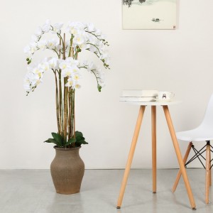 Orchidée d\'alimentation directe d\'usine en pot