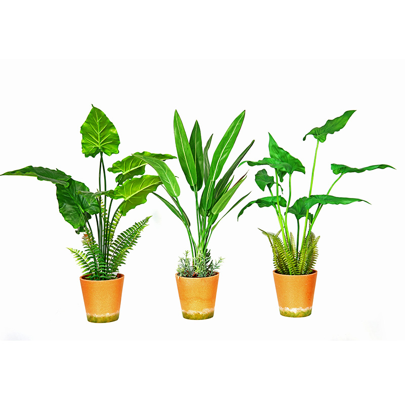 Vente chaude Fourniture directe Fourniture directe Vert Intérieur à l\'intérieur Accueil Décorer une plante verte en pot