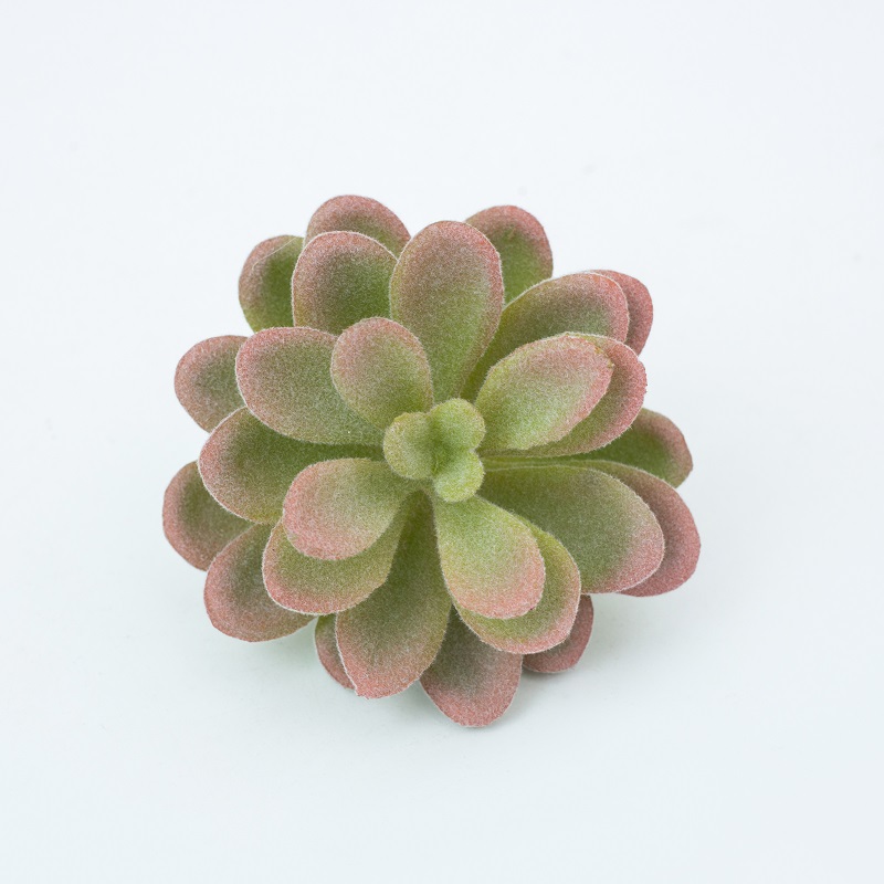 succulent20-.jpg